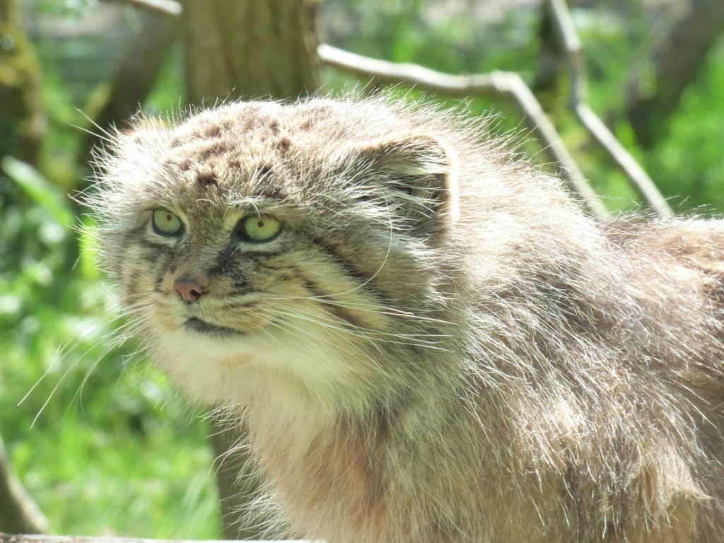 遠くを見るマヌルネコ