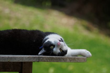 ベンチの上の猫