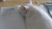 本の上で眠る猫