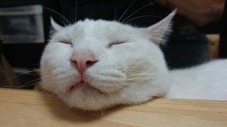 テーブルにあごを載せる猫