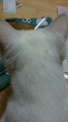 白猫の後頭部