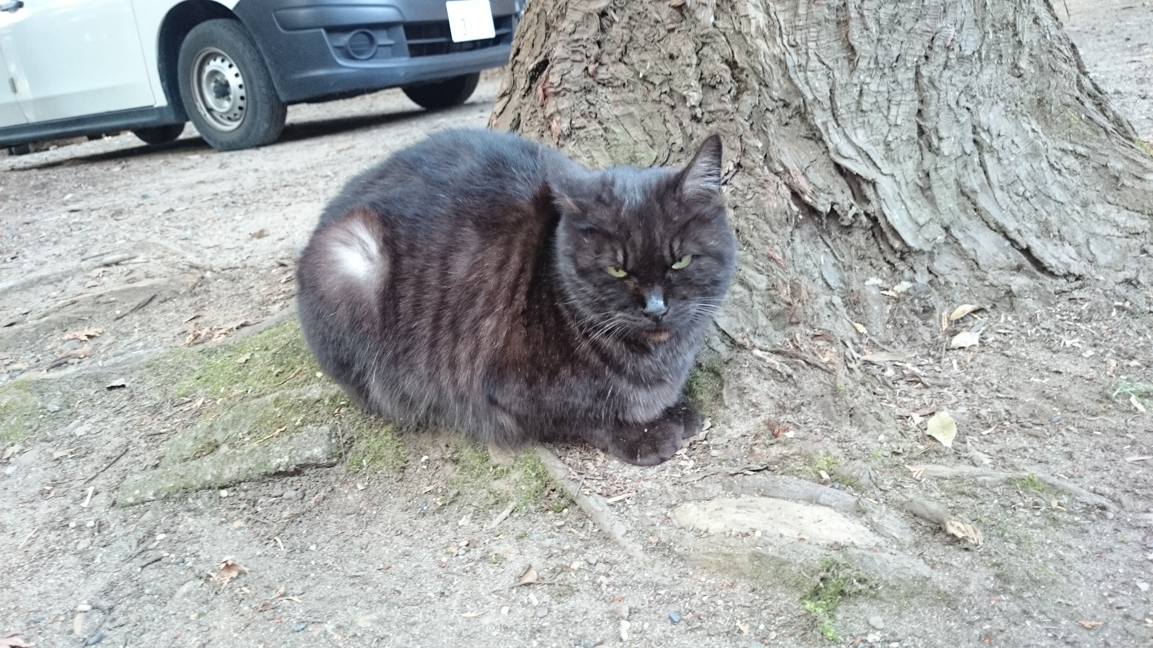 木の根元に座る黒猫