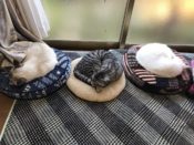 並んで眠る3匹の猫
