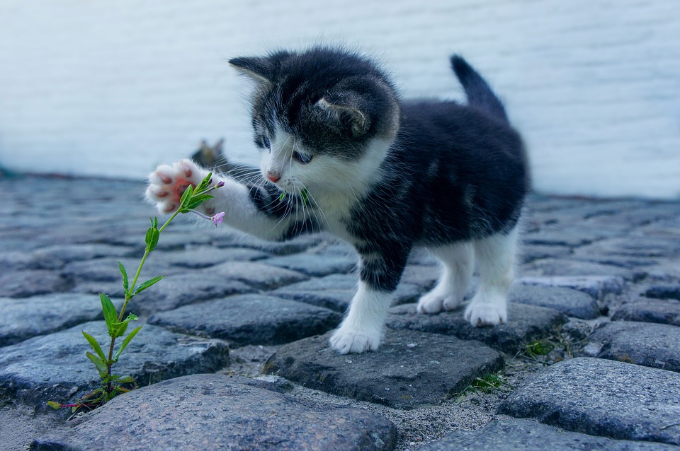 花で遊ぶ猫