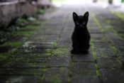 黒い子猫