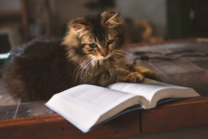 本を読む猫