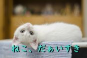 ねこ、だぁいすき