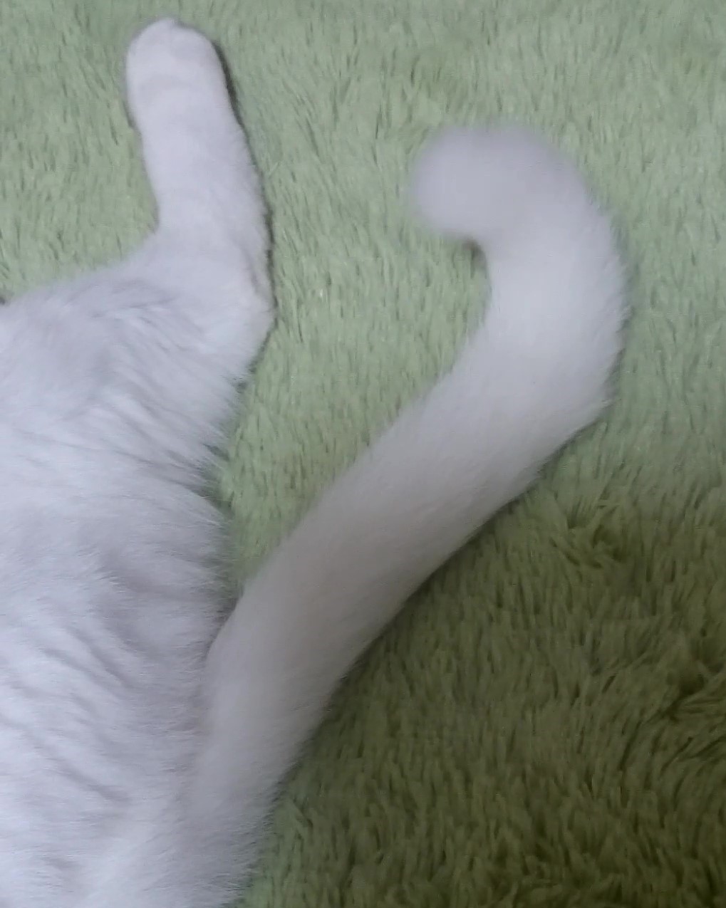 しっぽで分かるねこの気持ち ねこ同好会