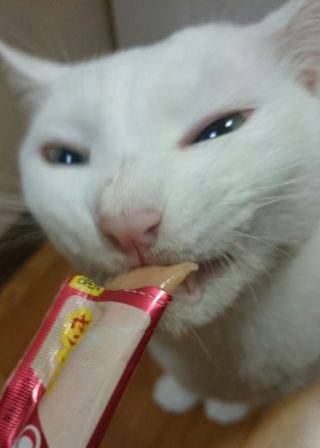 ちゅ～るを食べる猫