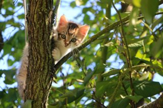 木に登る子猫