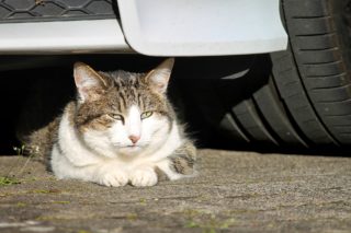 車の下にいる猫
