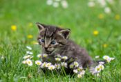 草原の子猫