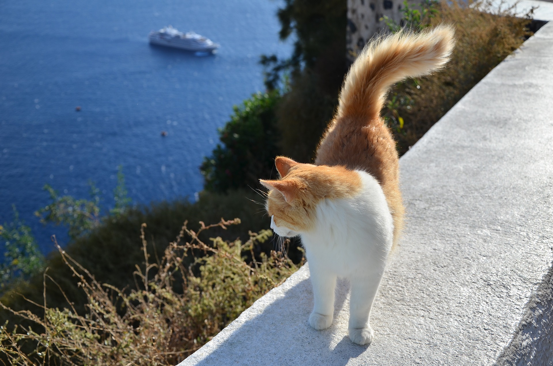 島の猫