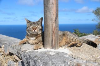 島の猫