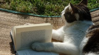 本を読む猫