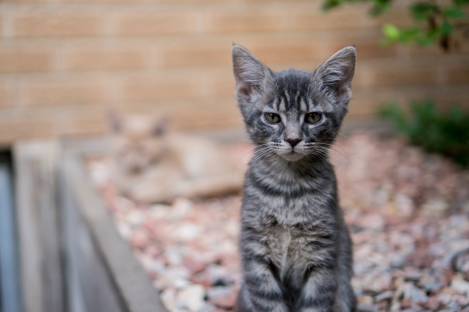 ねこはなやまニャい ねこ寺 ねこ同好会