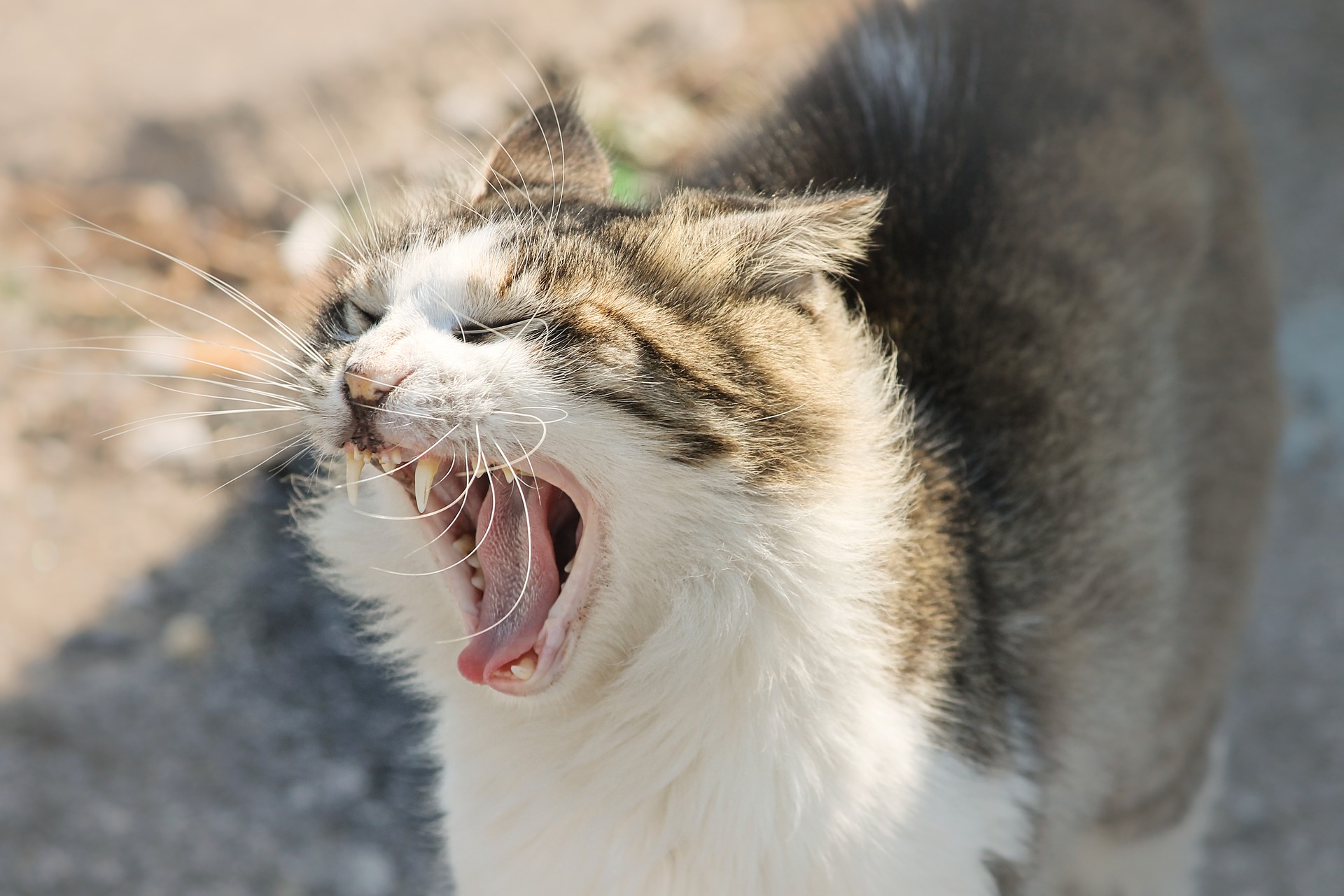 猫スポット～袖ケ浦公園～  ねこ同好会