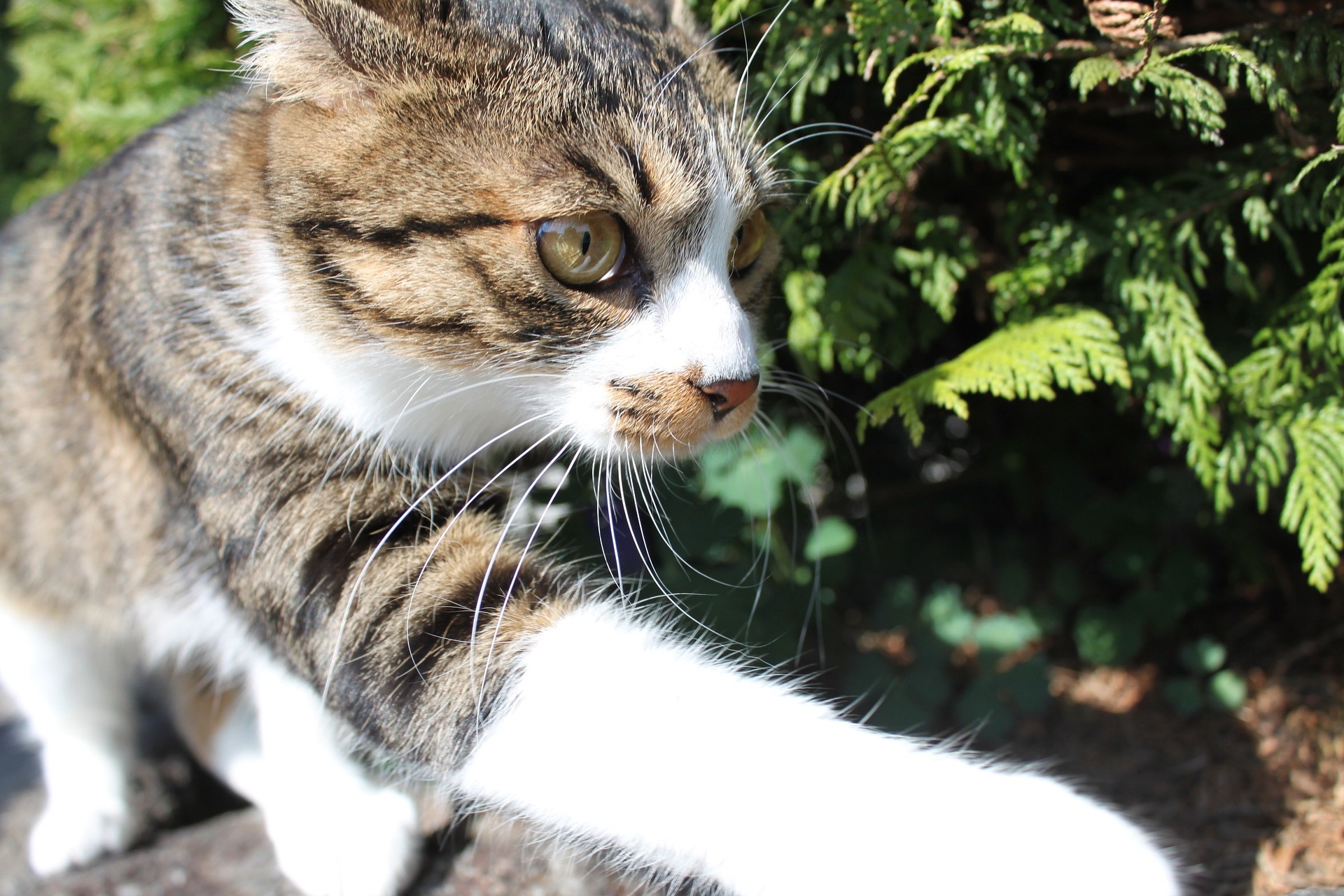 猫パンチ ねこ同好会