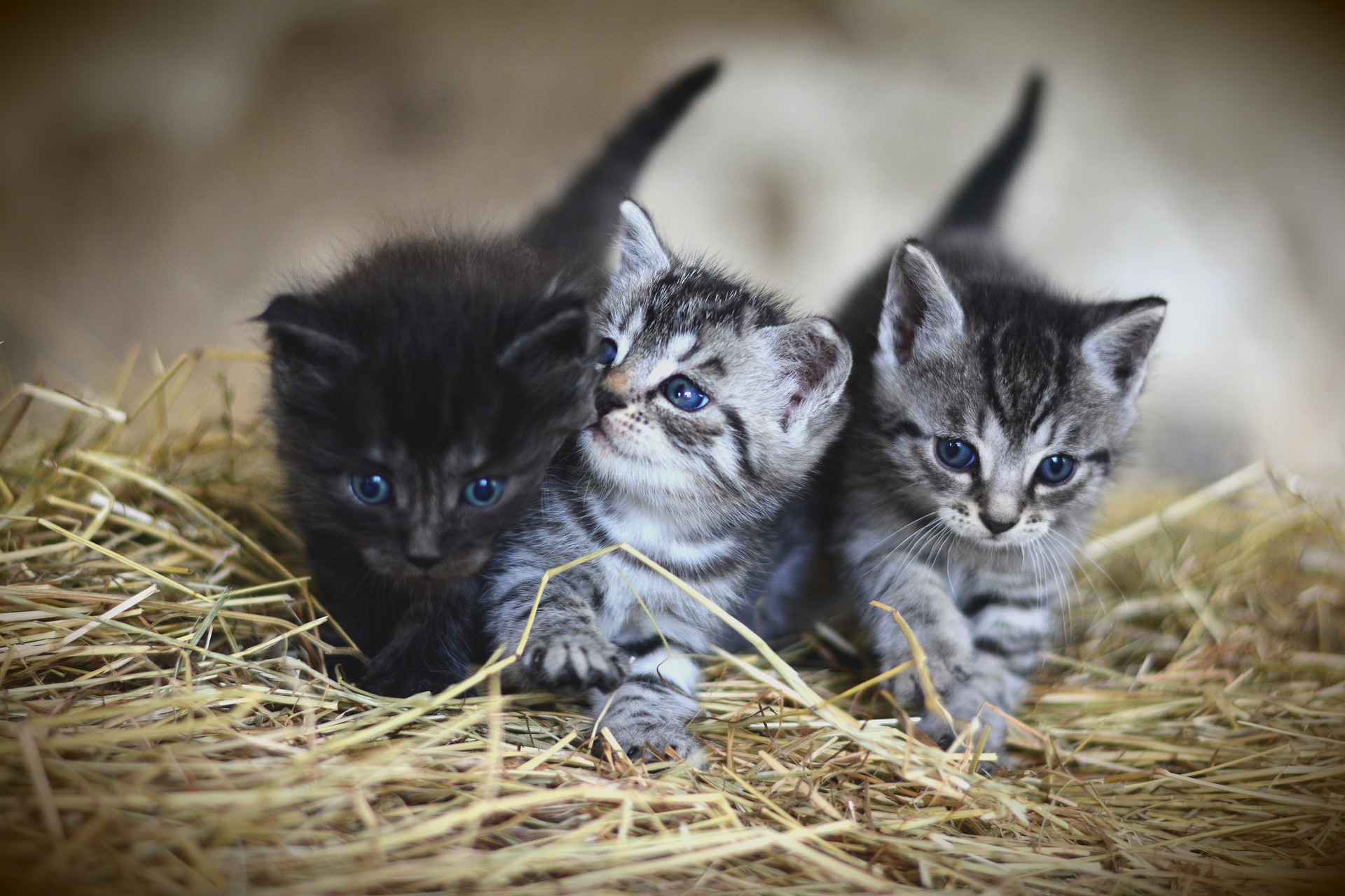 ３匹の子猫