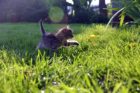 草原を走る猫