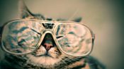 眼鏡をかける猫