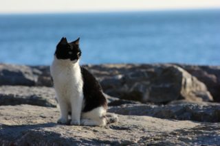 島の猫