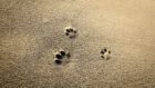 砂浜に残る猫の足跡