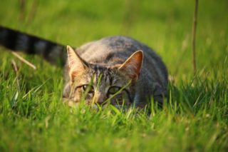 体勢を低くした猫